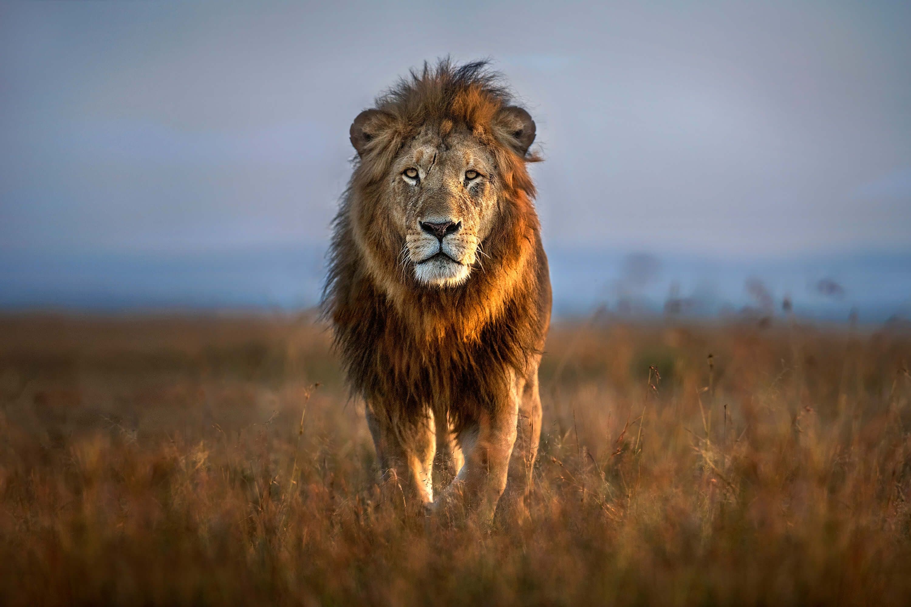 Why Lions are Awesome? We have 101 Reasons that prove it!